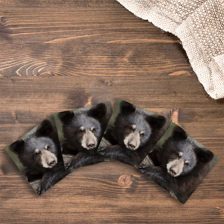 Brush Strokes Black Bear | Drink Coaster Set